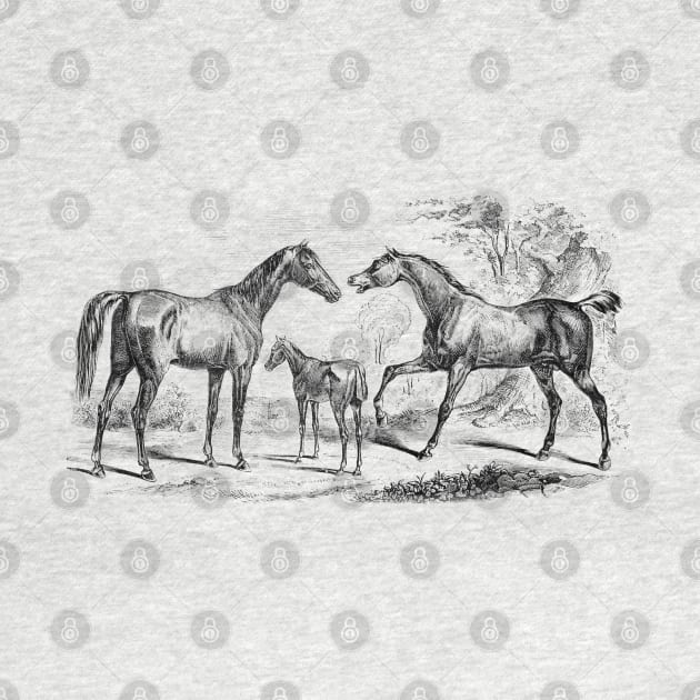 Horse Family Black & White Vintage Illustration by Biophilia